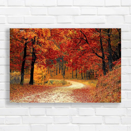 Autumn forest road - road, the