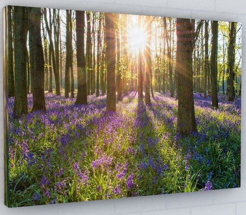 Bluebell woodland canvas - bluebell,