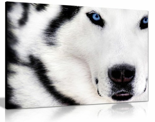 White wolf animal - wolf,