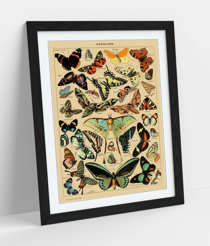 Vintage butterflies art - butterflies,