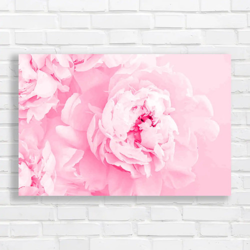 Blooming pastel peony - blooming,