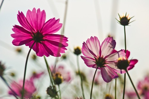 Pink flower meadow floral - pink,