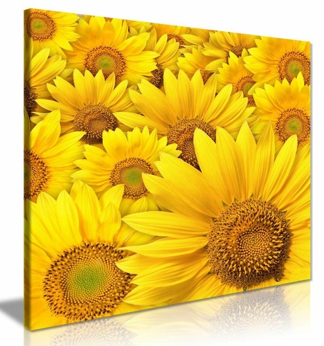 Yellow sunflower canvas - yellow, wall