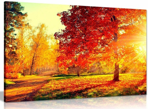 Autumn scene trees - autumn, leaves